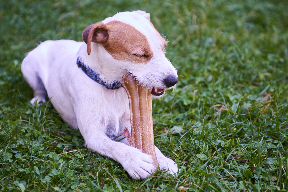 dog dental chews